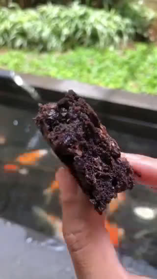 Foto langkah ke 6 dari resep Best Whole Wheat FUDGY BROWNIES !!! 🌾 🍫 🍫🍫.