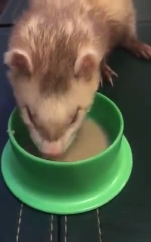Foto del paso 10 de la receta: Sopipita de conejo para tu hurón mascota
