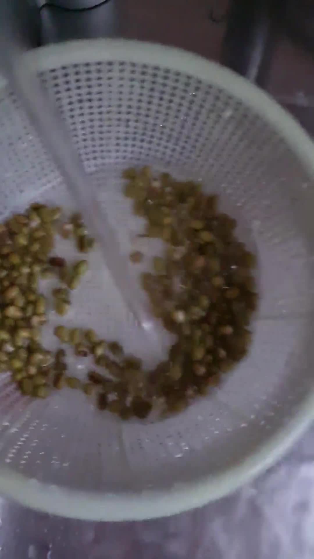 Foto del paso 1 de la receta: Brotes de mungo (mal llamados brotes de soja) 🌱 🫘