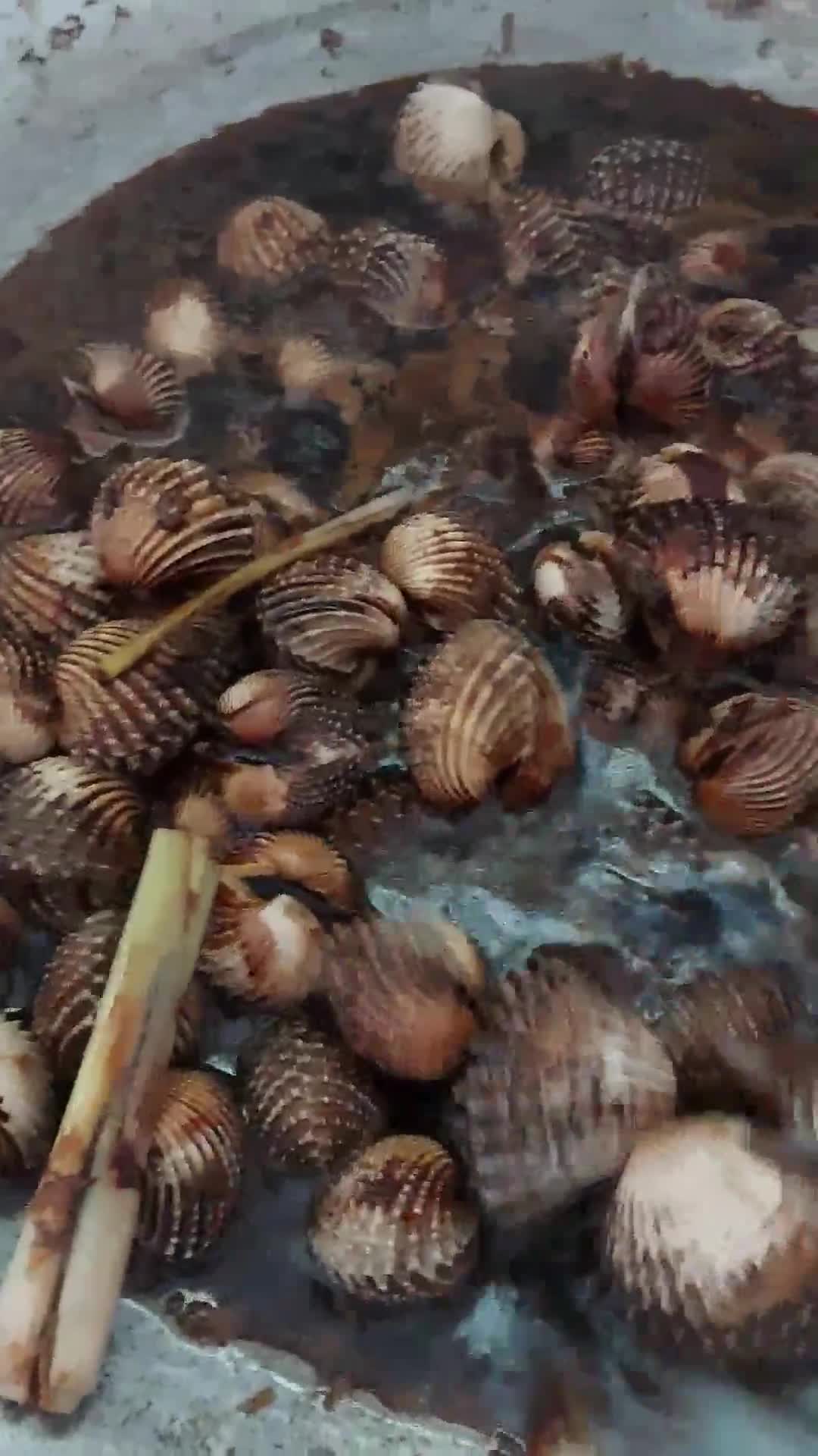 Gambar langkah 10 resipi Kerang masak kicap pekat likat.