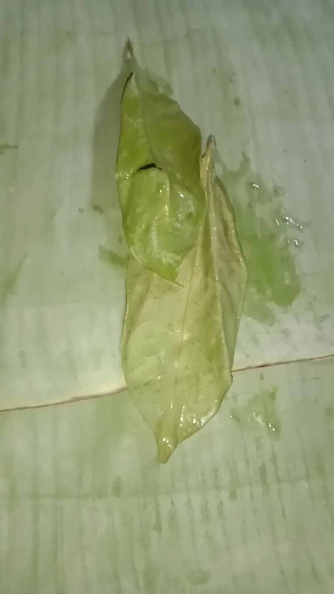Foto langkah ke 3 dari resep Pepes ikan mas.