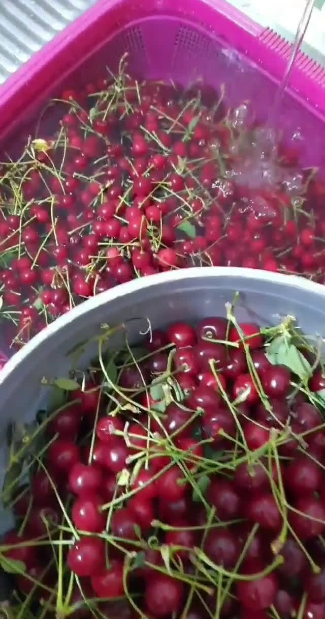 عکس مرحله 1 از دستور مربای آلبالو