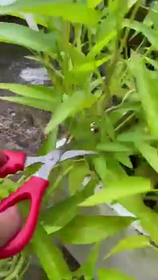 Gambar langkah 8 resipi Asam Pedas Thai (Kengsom).