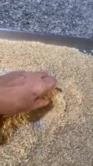 Foto del paso 4 de la receta: Harina de Arroz Integral : hazla en casa 🙌💪