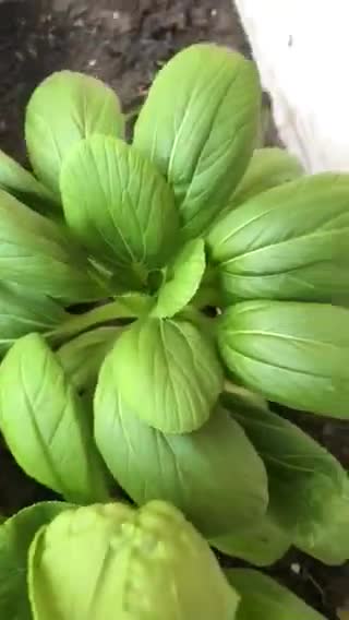Gambar langkah 1 resipi Garlic Oil Pak Choy.