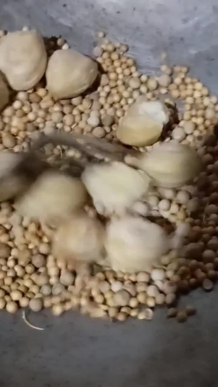 Foto langkah ke 1 dari resep Bumbu dasar kuning simple serbaguna.