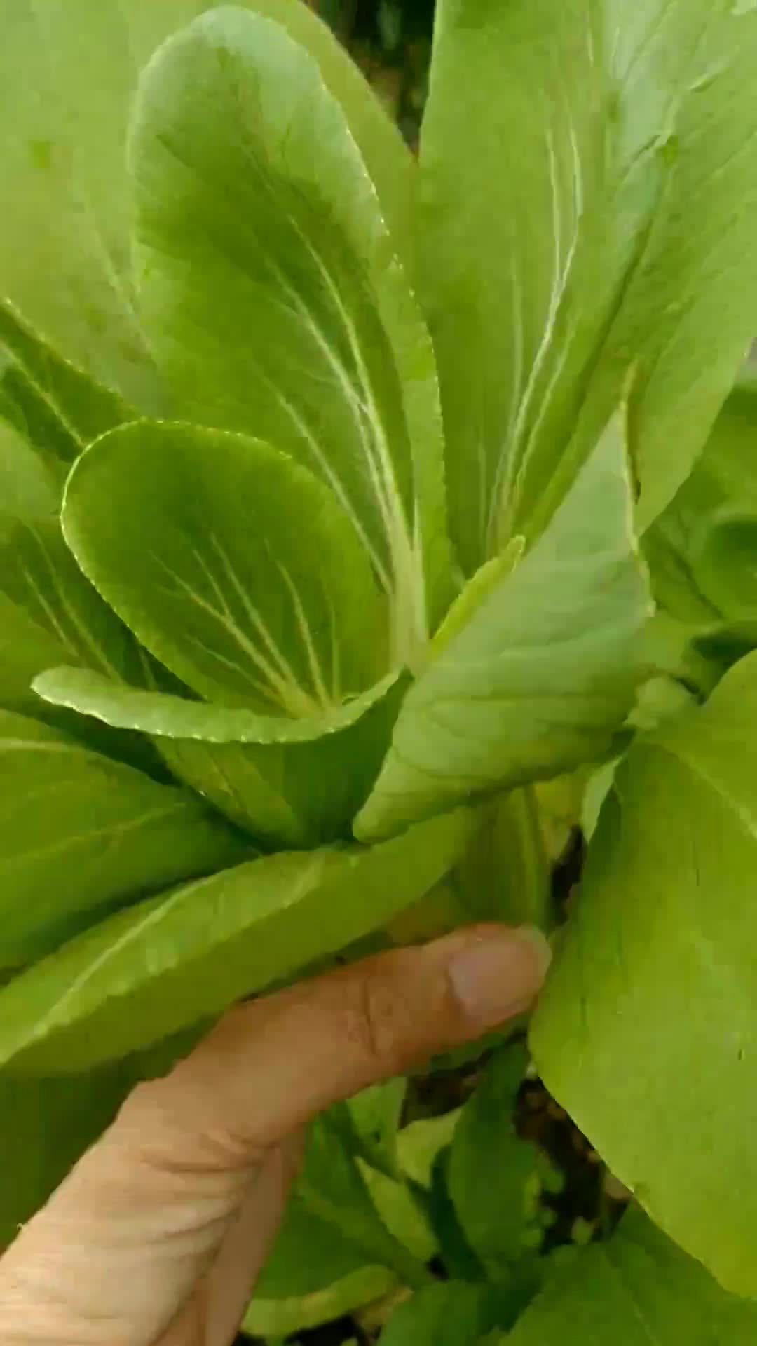 Foto langkah ke 1 dari resep Tumis Pakchoy Mie Telur.