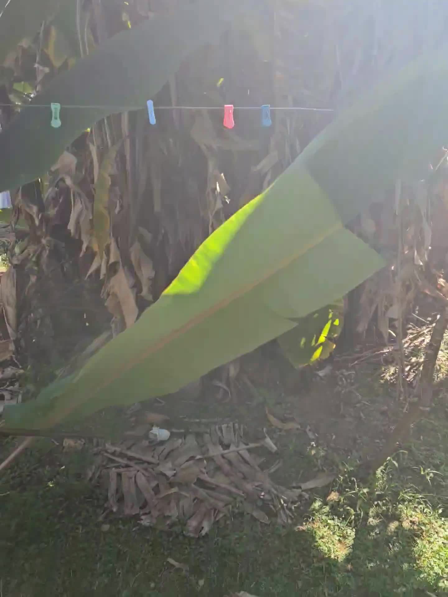 Foto del paso 8 de la receta: Tamales Oaxaqueños