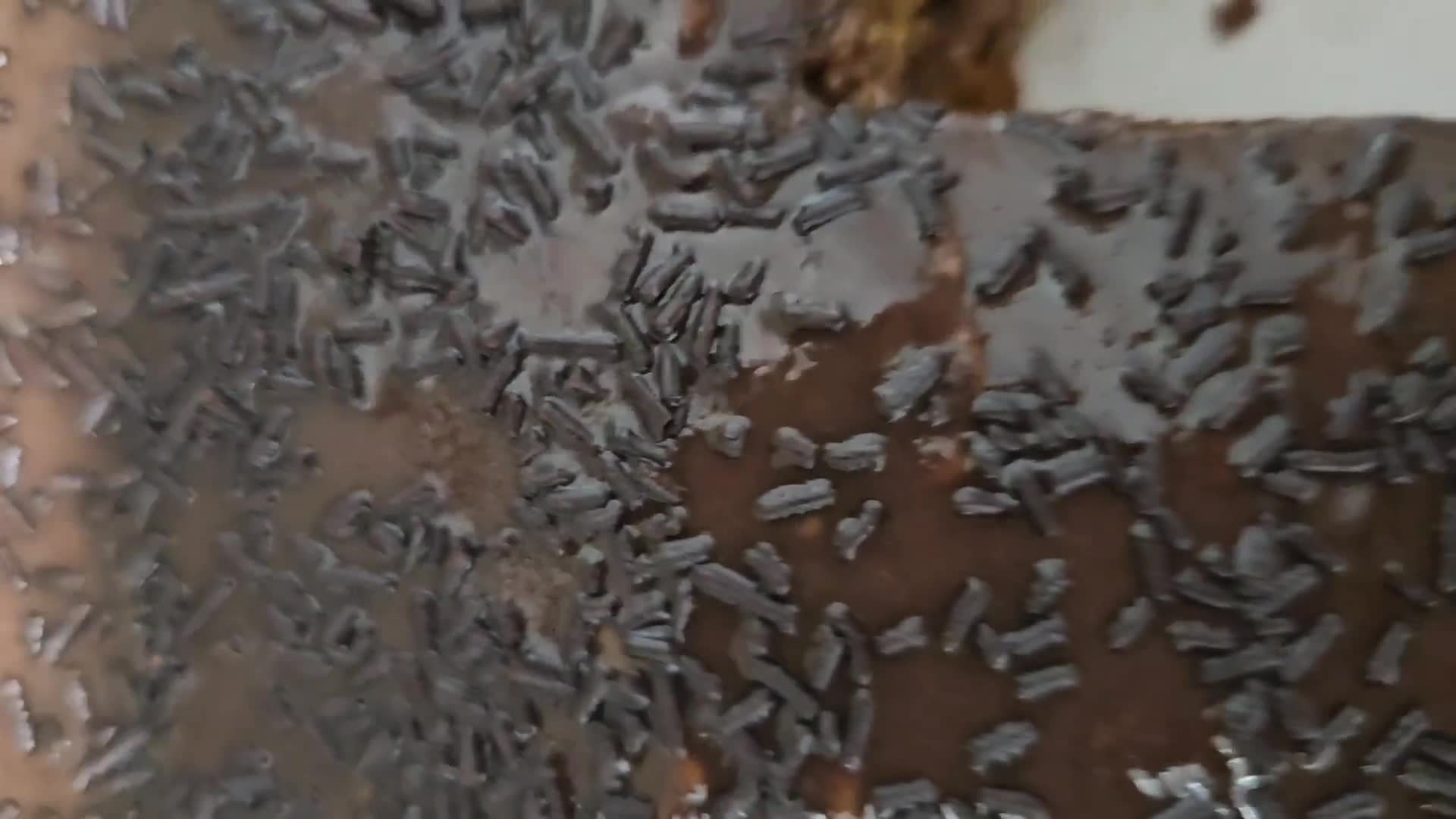 Foto del paso 13 de la receta: Tarta de zanahoria y chocolate