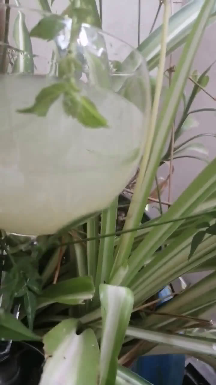 Une image de l'étape 6 de Jus de raisin de Sicile menthe corse 🍇.