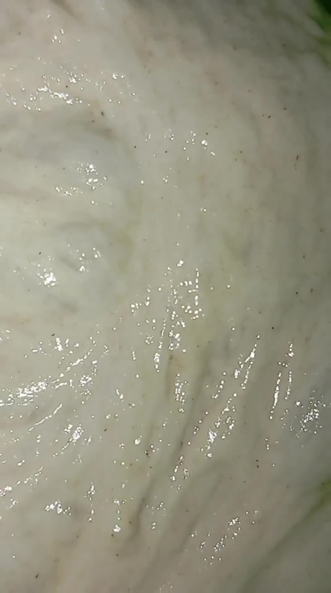 Foto del paso 2 de la receta: Focaccia. (Sin amasar)