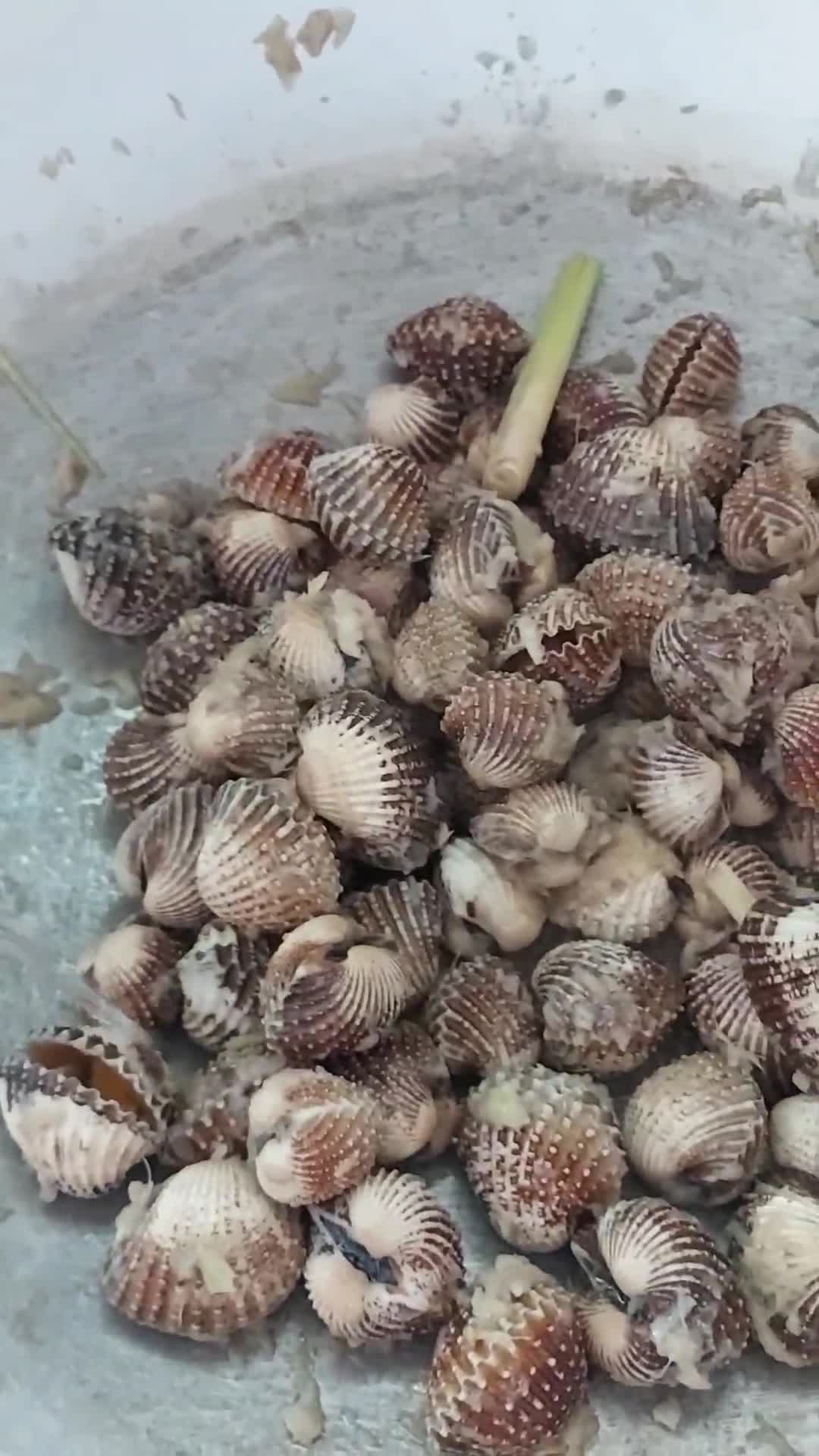 Gambar langkah 6 resipi Kerang masak kicap pekat likat.