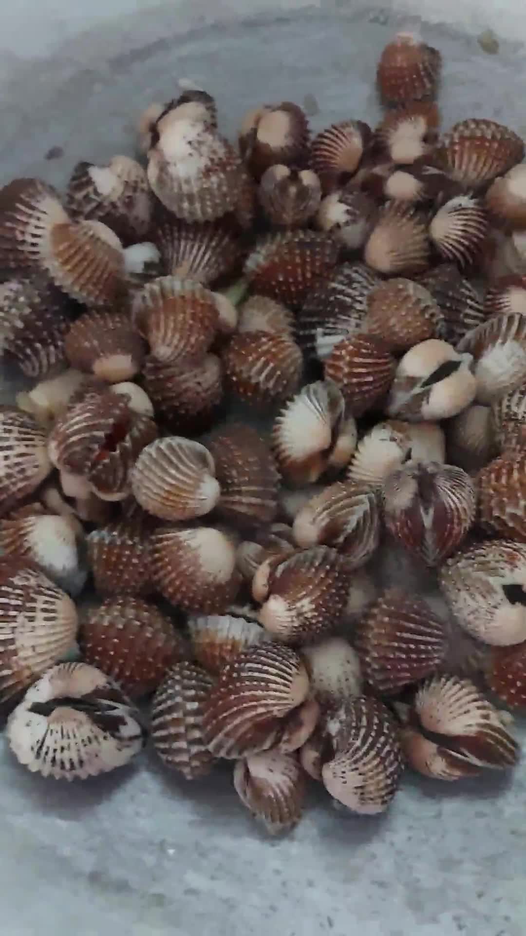 Gambar langkah 5 resipi Kerang masak kicap pekat likat.