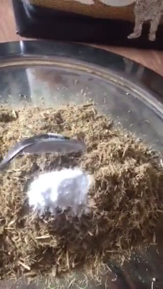 صورة لخطوة 3 من وصفة شراب العرق سوس