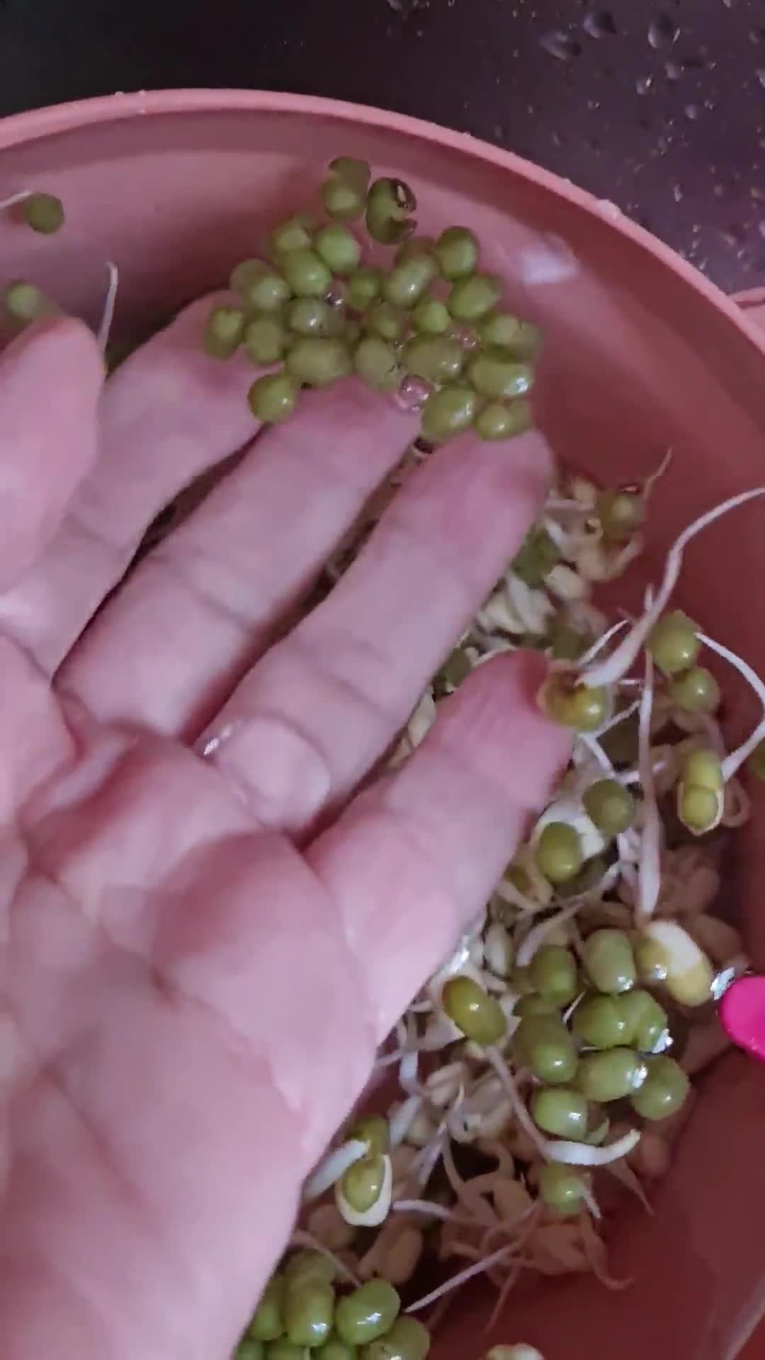 Foto del paso 6 de la receta: Brotes de mungo (mal llamados brotes de soja) 🌱 🫘