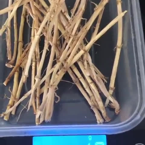 Foto langkah ke 1 dari resep Resep Anyang Anyangan(Infeksi Saluran Kemih).