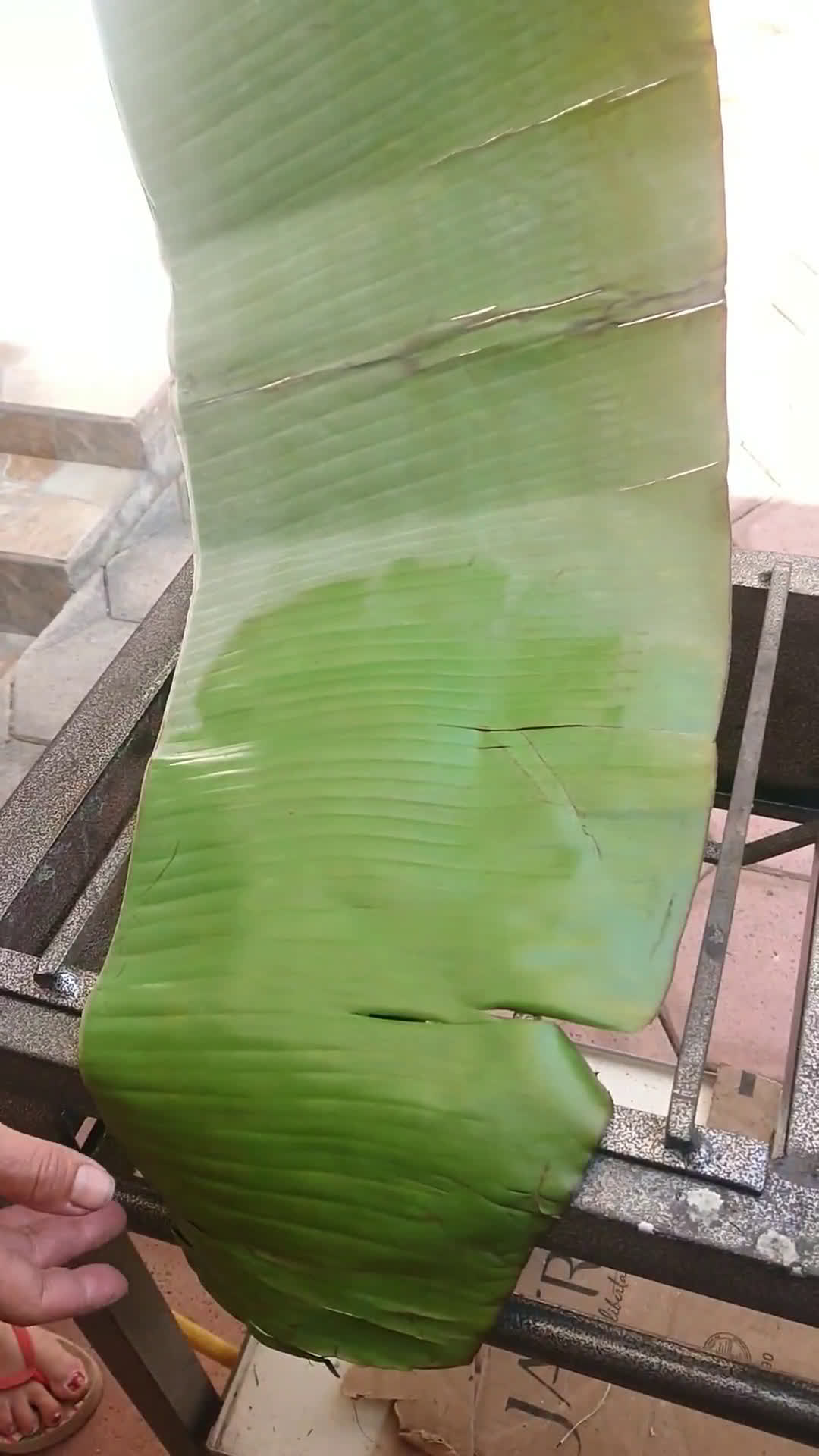 Foto del paso 9 de la receta: Tamales Untados