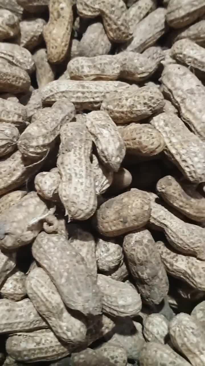 Foto langkah ke 1 dari resep Kacang Tanah Rebus.