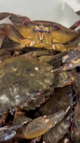 Foto del paso 1 de la receta: Cómo cocer nécoras