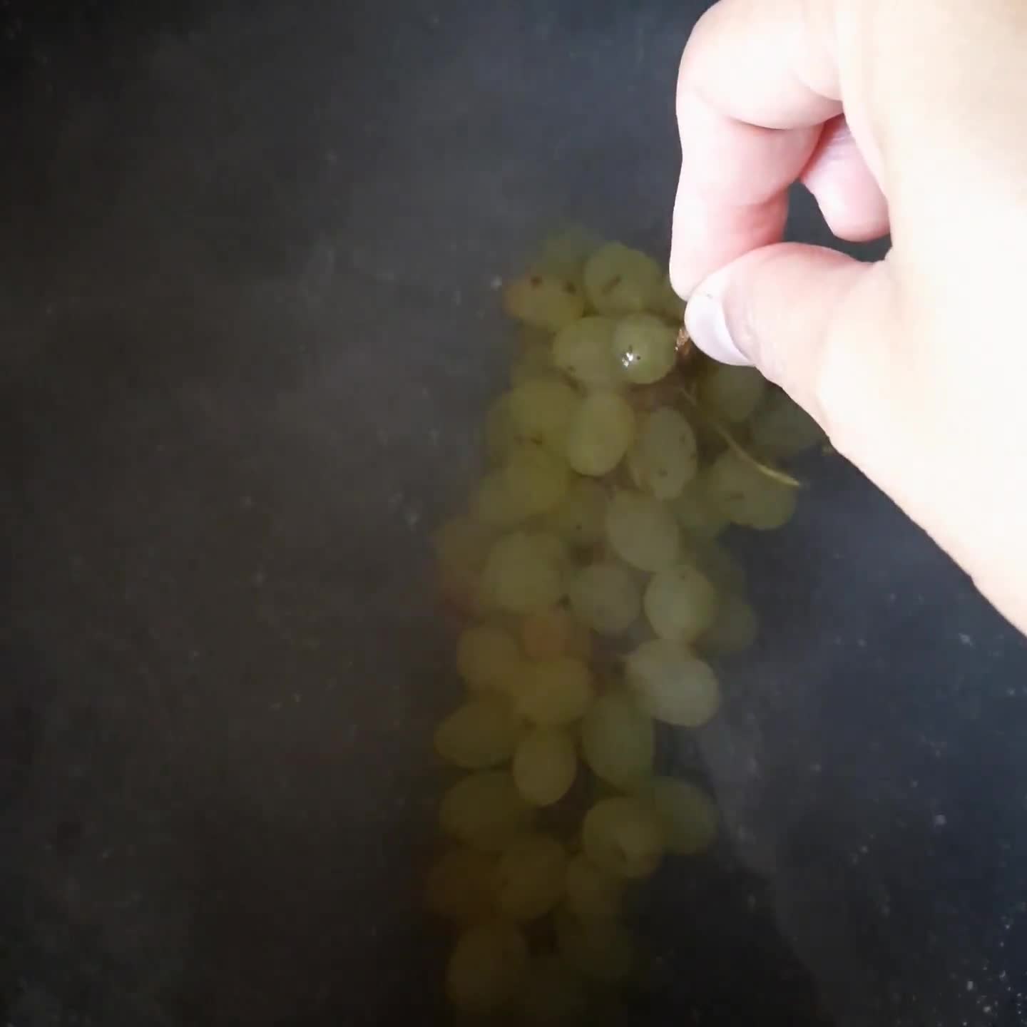 عکس مرحله 2 از دستور کشمش خانگی