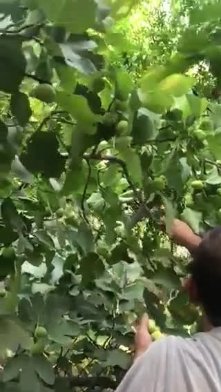 صورة لخطوة 2 من وصفة مربی التین