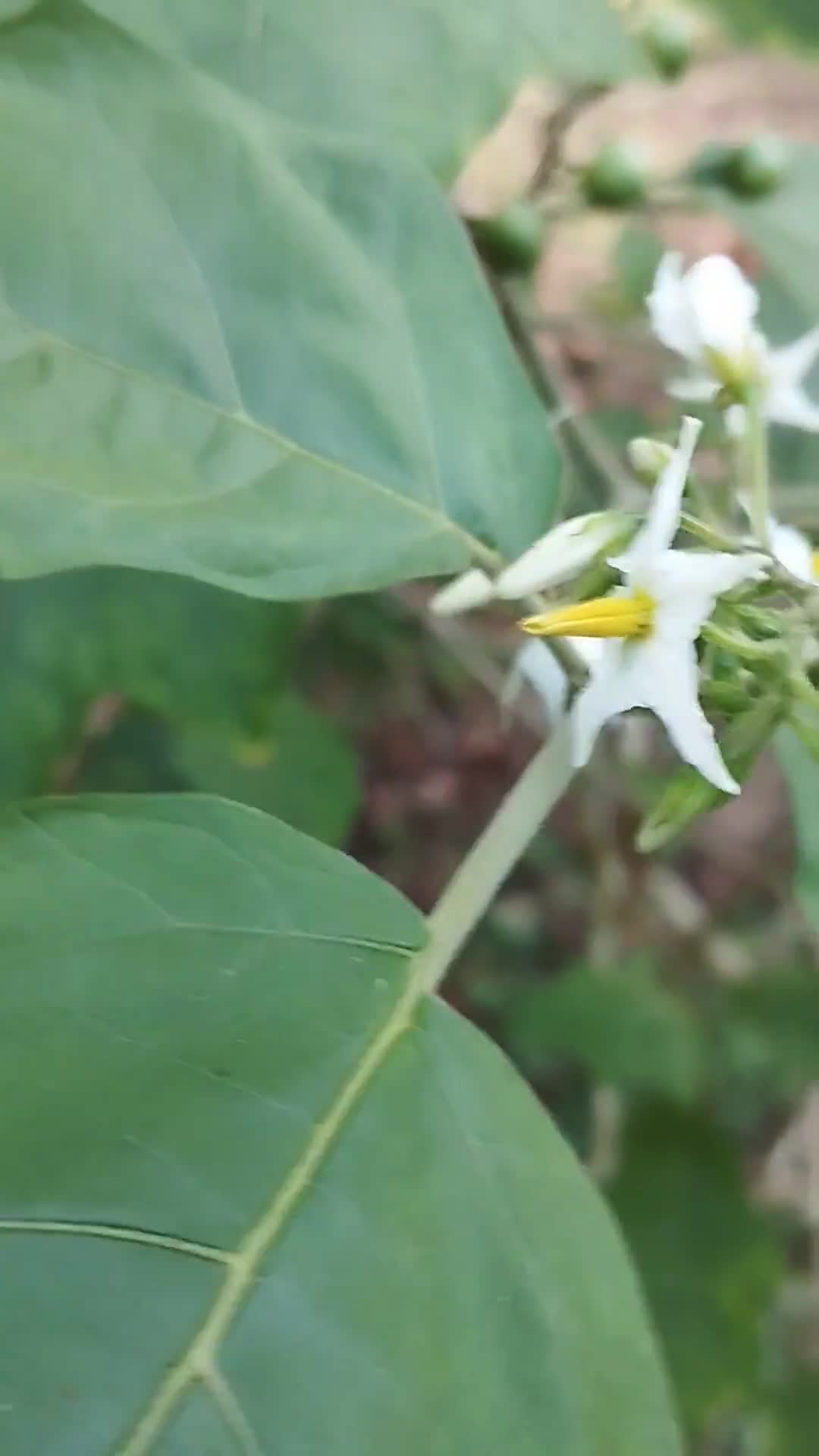Gambar langkah 5 resipi Sambal Tempoyak Daun Kayu.