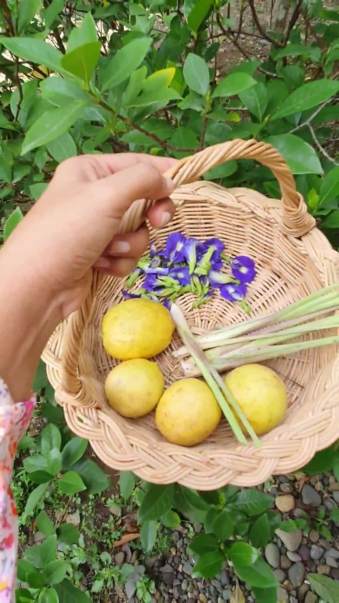 Foto langkah ke 1 dari resep Teh Bunga Telang Lemon.