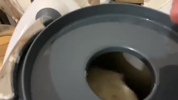 Foto del passaggio 2 della ricetta Biscotti San Martino doppia cottura