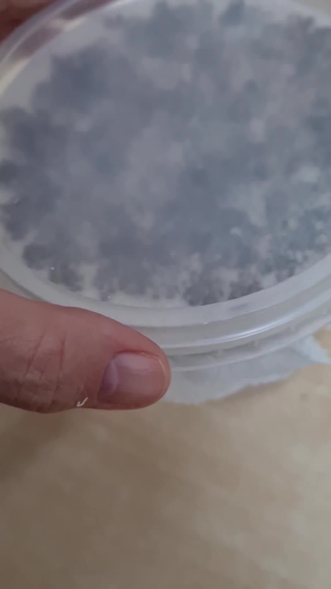 Foto del paso 2 de la receta: Brotes de chía 🌱 Especial para niños, una propuesta saludable para ver crecer, cosechar y saborear