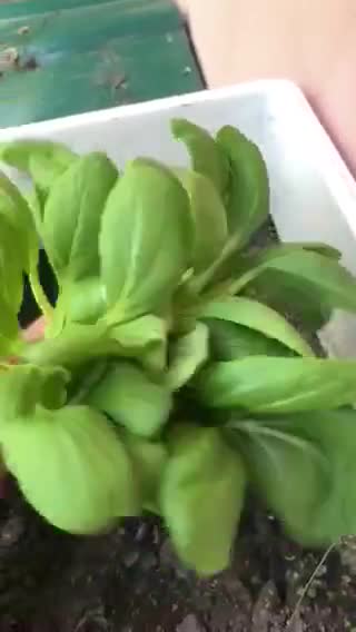 Gambar langkah 2 resipi Garlic Oil Pak Choy.