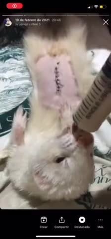 Foto del paso 11 de la receta: Sopipita de conejo para tu hurón mascota