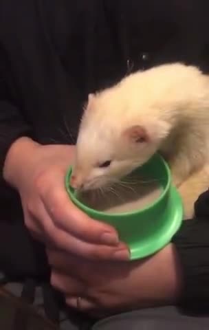 Foto del paso 10 de la receta: Sopipita de conejo para tu hurón mascota