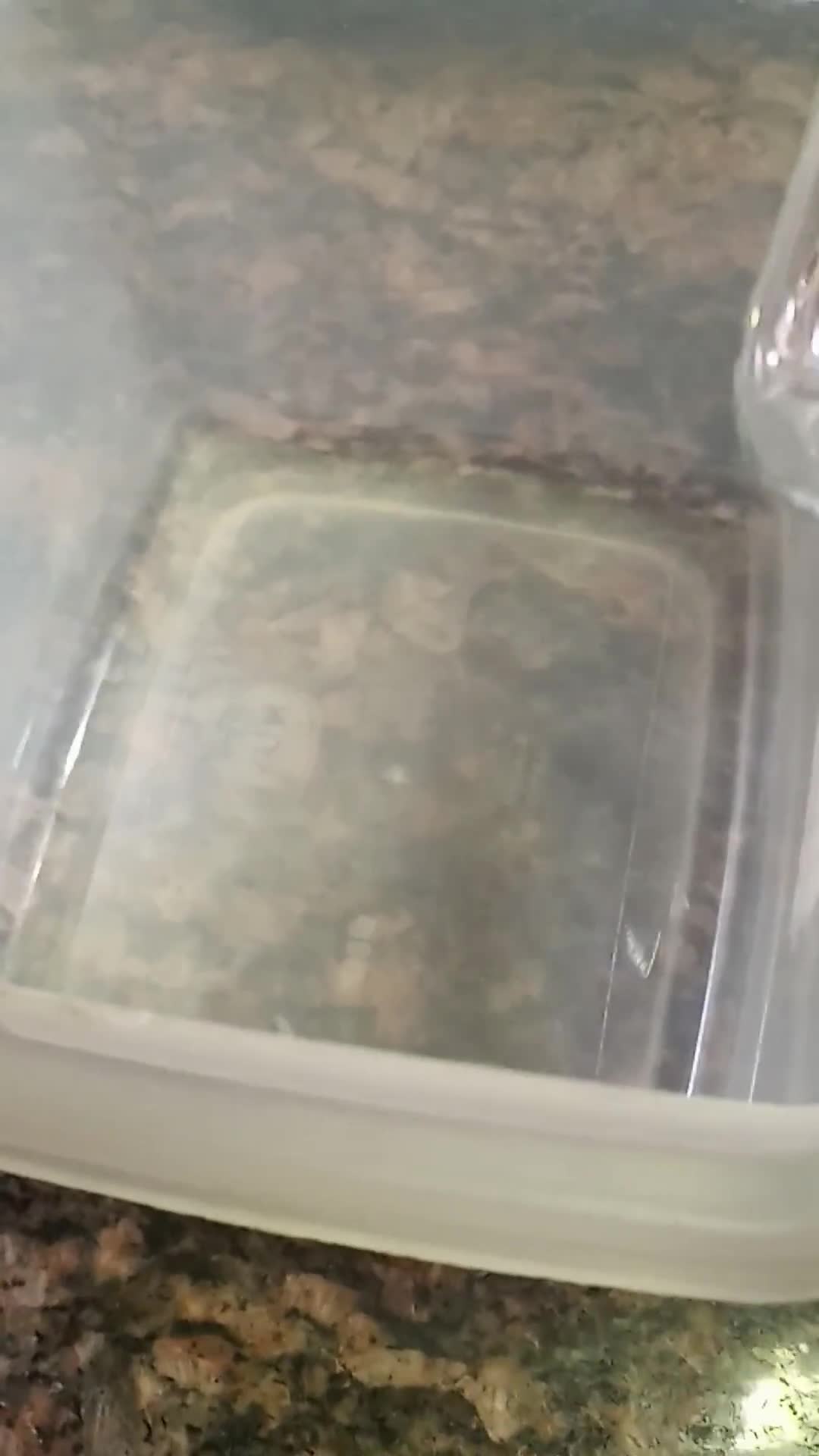 Foto del paso 3 de la receta: Crema base vegana de castañas de cajú
