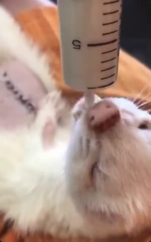 Foto del paso 11 de la receta: Sopipita de conejo para tu hurón mascota