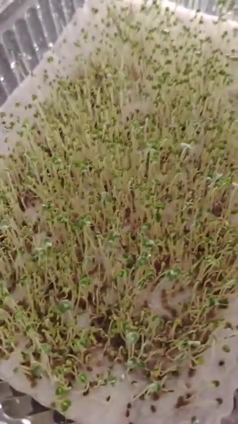 Foto del paso 4 de la receta: Germen de Chía,🌱🌱🌱