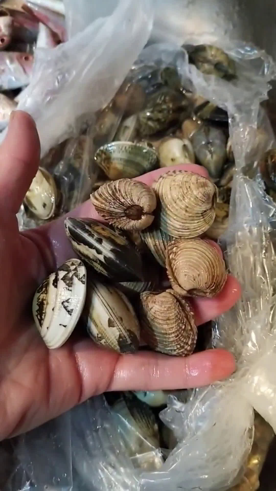 Foto del passaggio 2 della ricetta Spaghetti con vongole e tartufi di mare
