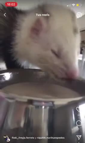 Foto del paso 10 de la receta: Sopipita de conejo para tu hurón mascota