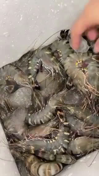 Foto langkah ke 1 dari resep Udang windu bakar Teflon (tiger prawn).
