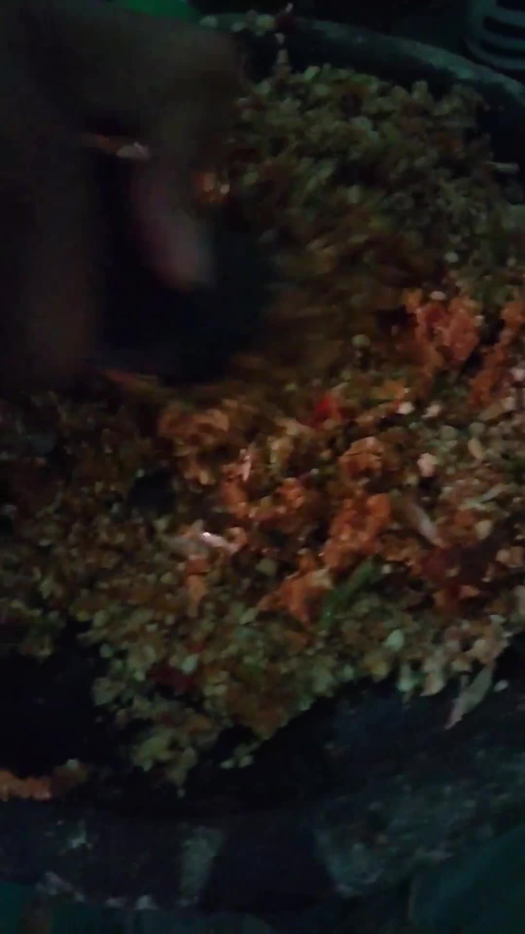 Foto langkah ke 2 dari resep Tahu Telur (Tahu Tek Jawa Timur).
