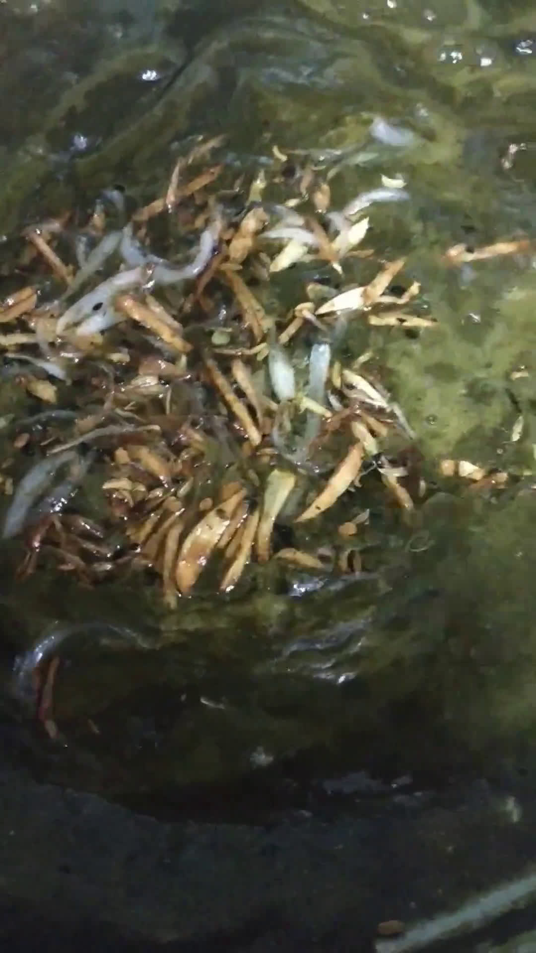 কচুশাকের টকমিষ্টি খাট্টা। (Sweet n sour soup of Arum leaves) রেসিপির ধাপ 3 ছবি