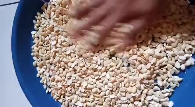 Foto langkah ke 14 dari resep Tempe Homemade (Kacang Kedelai).