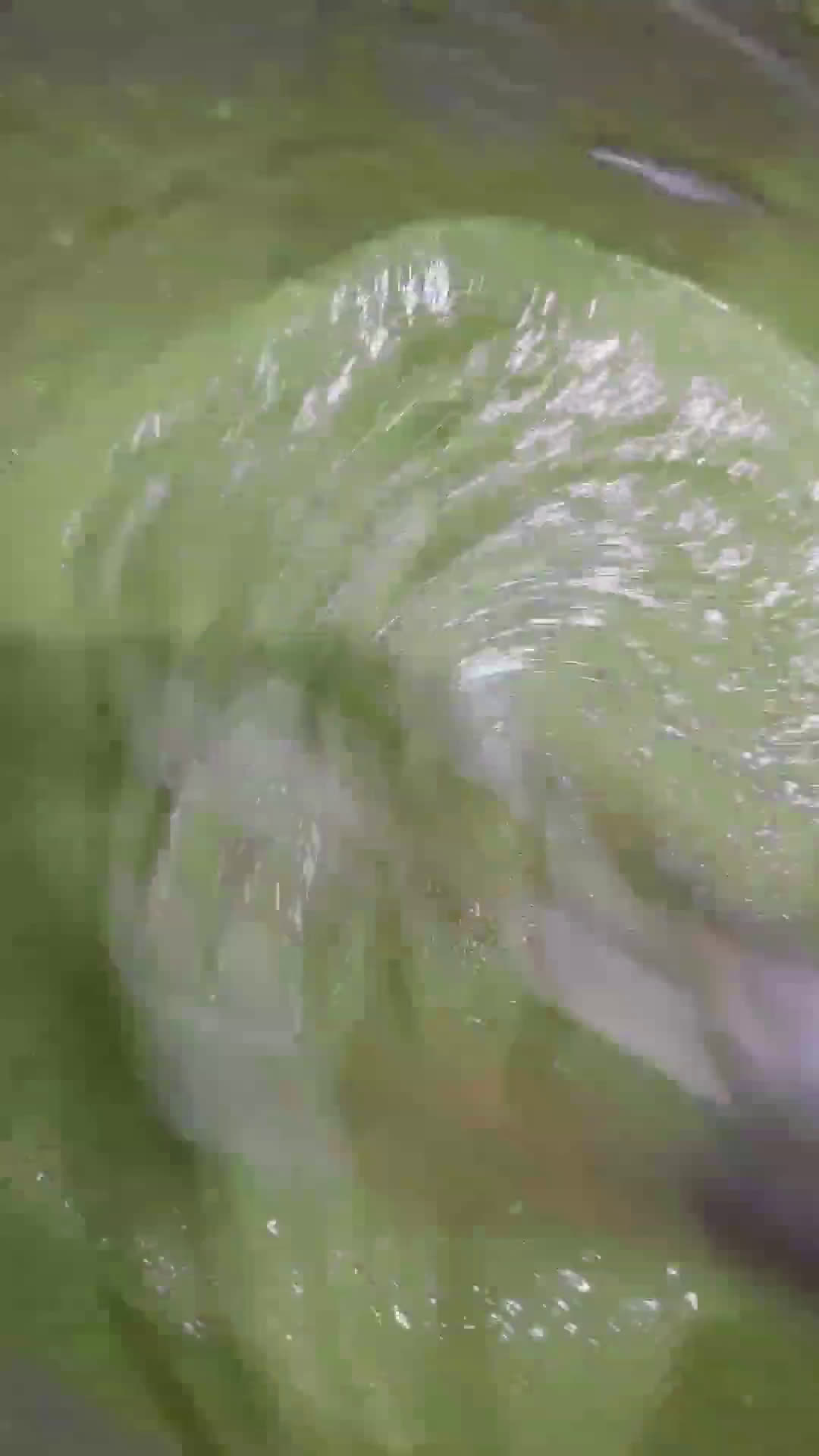 Foto langkah ke 2 dari resep Chiffon Pandan Asli (248).