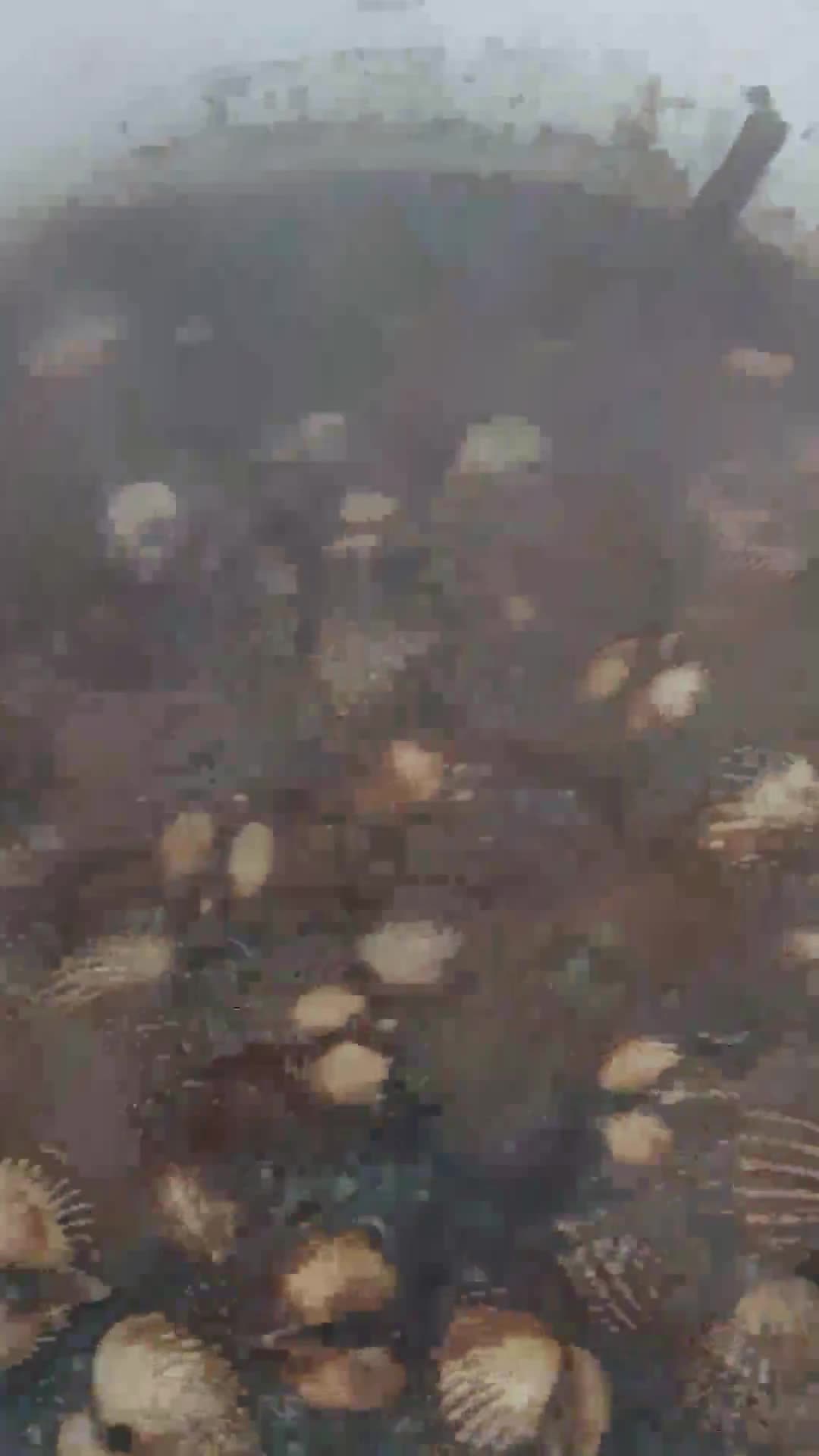 Gambar langkah 9 resipi Kerang masak kicap pekat likat.
