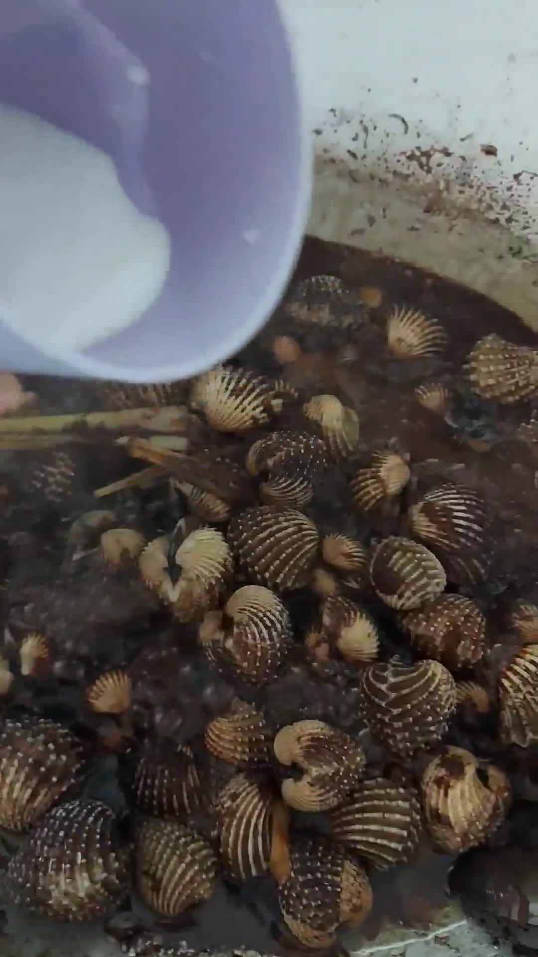 Gambar langkah 11 resipi Kerang masak kicap pekat likat.