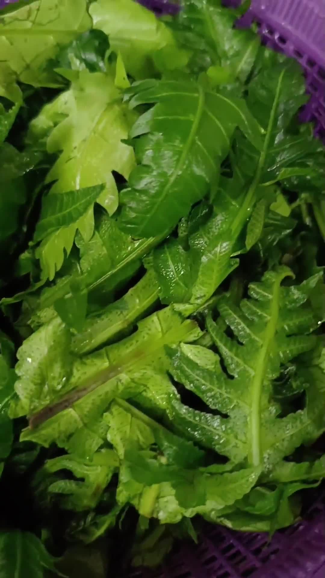 Gambar langkah 1 resipi Pucuk Paku Masak Lemak cili api.