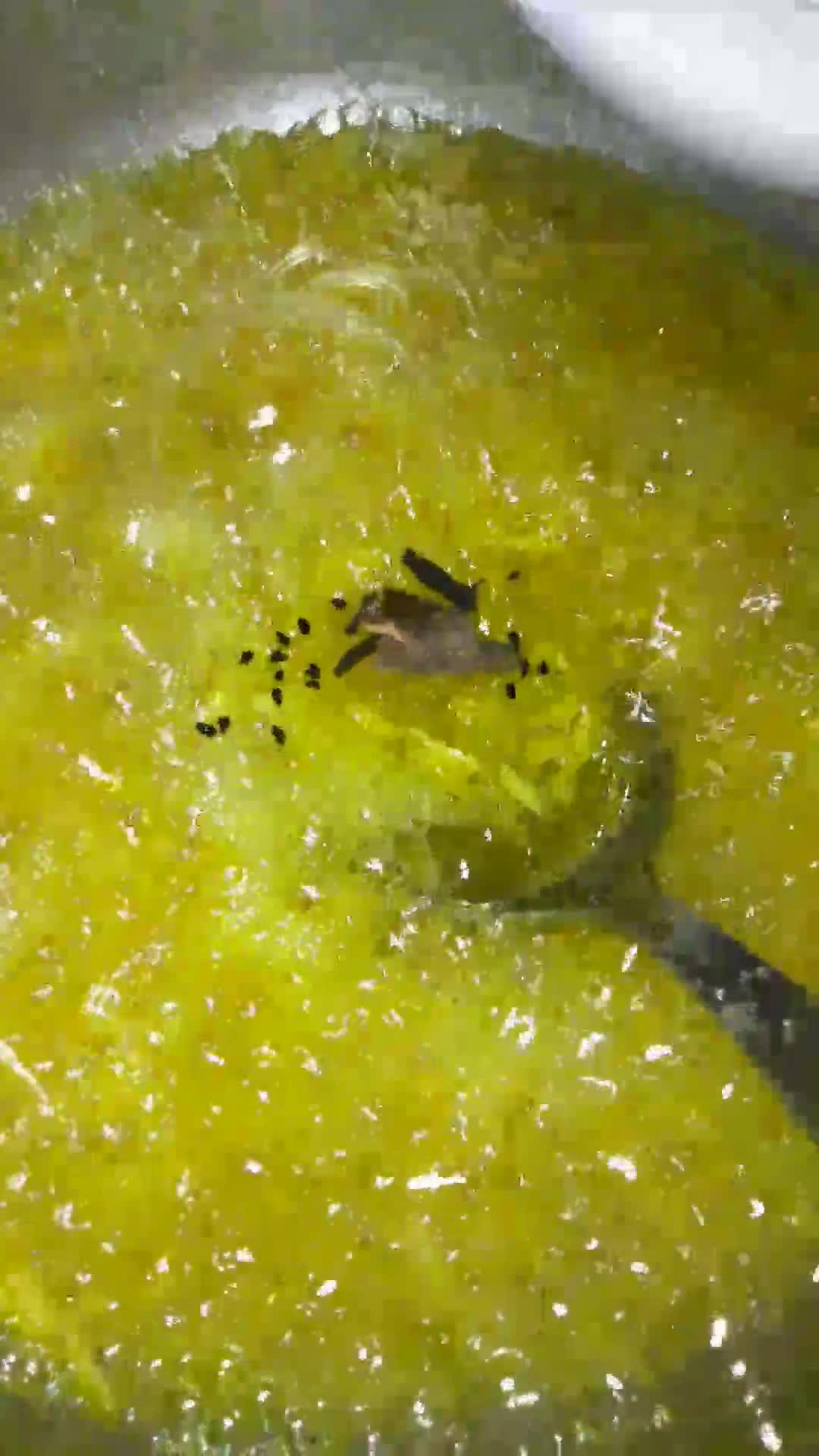 A picture of step 6 of Instant mango chunda (sweet mango pickle).