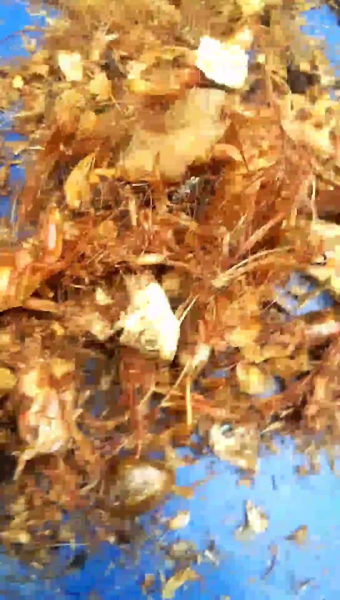 A picture of step 1 of Crayfish Powder.