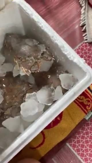 Foto langkah ke 1 dari resep Udang kipas saus bawang putih 🦞.
