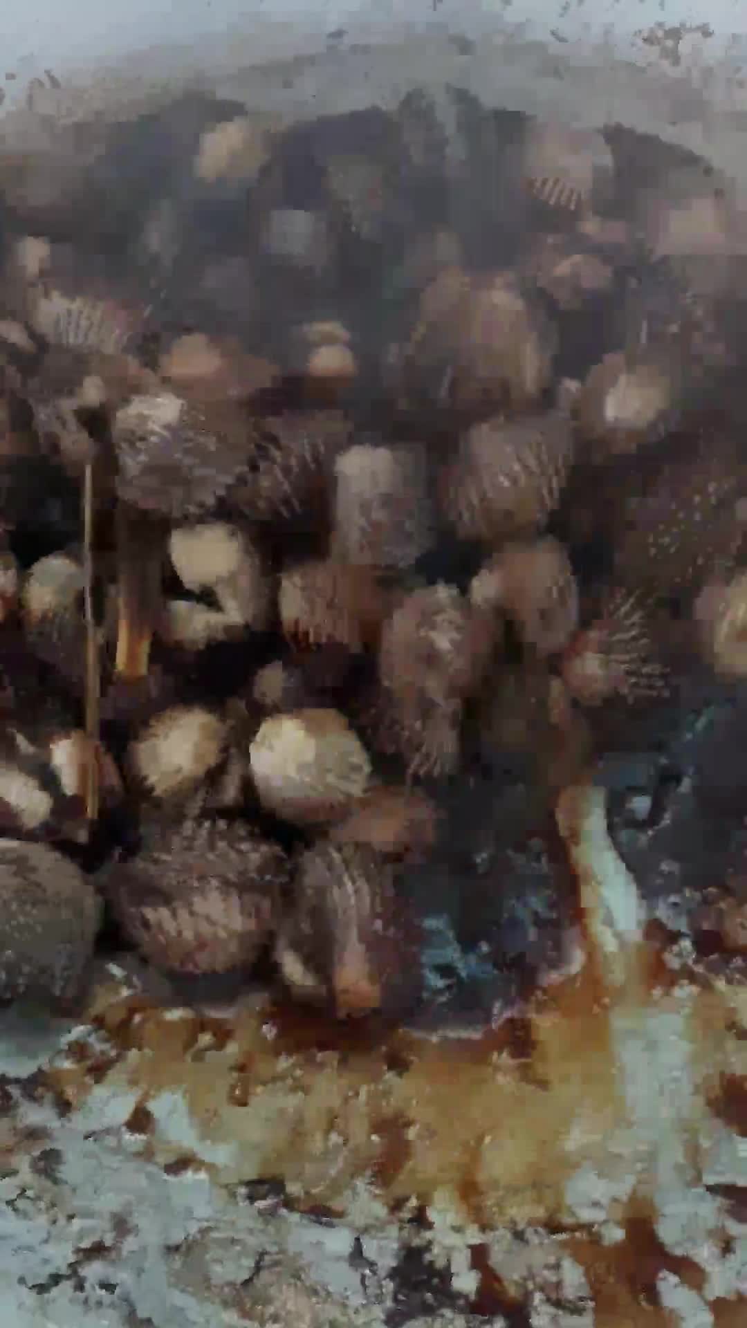 Gambar langkah 11 resipi Kerang masak kicap pekat likat.
