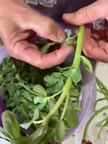 Foto del paso 2 de la receta: Verdolagas con Carne de Cerdo en Salsa Verde